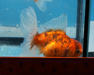 Calico Oranda Male (3 inches) Imported from Thailand