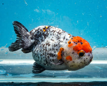 Load image into Gallery viewer, Calico Ranchu  (3.5-4 inches) Imported from Thailand