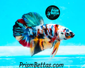 Candy Koi Halfmoon Plakat Male