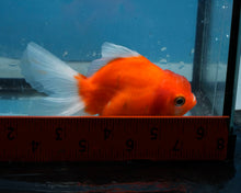 Load image into Gallery viewer, Orange and White Shogun Godzilla Female  (3.5 inches) Imported from Thailand