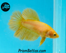 Load image into Gallery viewer, Yellow Halfmoon Female