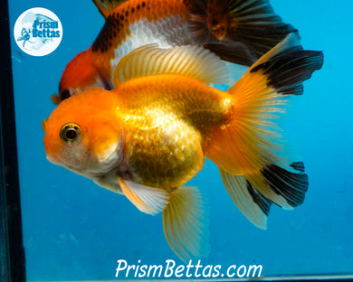 Orange and Black Longtailed Oranda Male (3.5 inches nose to tail)