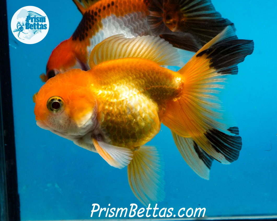 Orange and Black Longtailed Oranda Male (3.5 inches nose to tail)