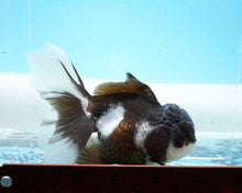 Load image into Gallery viewer, Panda Oranda Female (4 inches) Imported from Thailand