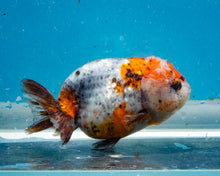 Load image into Gallery viewer, Calico Ranchu  (3.5-4 inches) Imported from Thailand