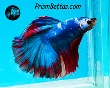 Load image into Gallery viewer, Marble Halfmoon Male