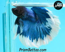 Load image into Gallery viewer, Turquoise Butterfly Halfmoon Male