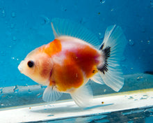 Load image into Gallery viewer, Tricolor Shogun Godzilla Oranda (2.5-3 inches) Imported from Thailand