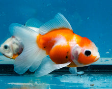 Load image into Gallery viewer, Sakaru Oranda  (3.5 inches) Imported from Thailand