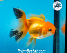 Load image into Gallery viewer, Orange and Black Longtailed Oranda Male (3.5 inches nose to tail)