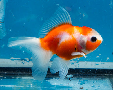 Sakaru Oranda  (3.5 inches) Imported from Thailand