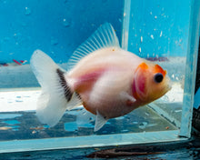 Load image into Gallery viewer, Tricolor Shogun Godzilla Oranda (2.5-3 inches) Imported from Thailand