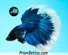 Load image into Gallery viewer, Turquoise Butterfly Halfmoon Male