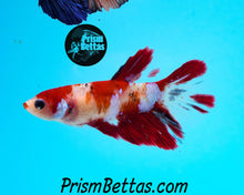 Load image into Gallery viewer, Koi Halfmoon Female Buy 4 Get 1 Free