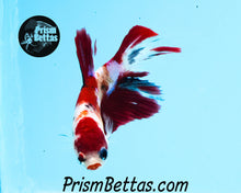 Load image into Gallery viewer, Koi Halfmoon Female Buy 4 Get 1 Free