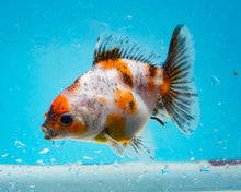 Load image into Gallery viewer, Tricolor Shogun Godzilla Oranda (2.5-3 inches) Imported from Thailand