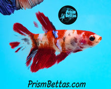 Load image into Gallery viewer, Koi Halfmoon Female Buy 4 Get 1 Free