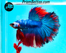 Load image into Gallery viewer, Marble Halfmoon Male