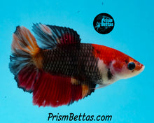 Load image into Gallery viewer, Candy Koi Halfmoon Female