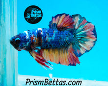 Load image into Gallery viewer, Marble Halfmoon Plakat Male