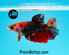 Load image into Gallery viewer, Candy Koi Halfmoon Female