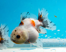 Load image into Gallery viewer, Tricolor Shogun Godzilla Oranda (2.5-3 inches) Imported from Thailand