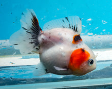 Load image into Gallery viewer, Tricolor Shogun Godzilla Oranda (2.5-3 inches) Imported from Thailand