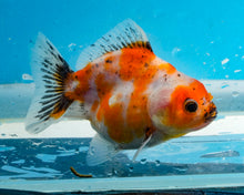 Load image into Gallery viewer, Calico Shogun Godzilla Oranda (2.5-3 inches) Imported from Thailand