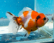 Load image into Gallery viewer, Tricolor Shogun Godzilla Oranda (2.5-3 inches) Imported from Thailand
