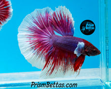 Load image into Gallery viewer, Purple Butterfly Salamander Halfmoon Male