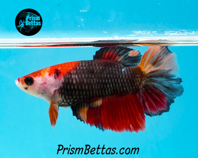 Candy Koi Halfmoon Female