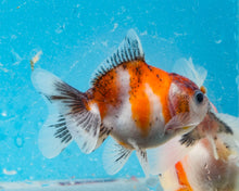 Load image into Gallery viewer, Tricolor Shogun Godzilla Oranda (2.5-3 inches) Imported from Thailand