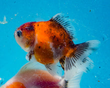 Load image into Gallery viewer, Tricolor Shogun Godzilla Oranda (2.5-3 inches) Imported from Thailand