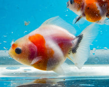 Load image into Gallery viewer, Tricolor Shogun Godzilla Oranda (2.5-3 inches) Imported from Thailand