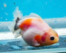 Load image into Gallery viewer, Tricolor Shogun Godzilla Oranda (2.5-3 inches) Imported from Thailand