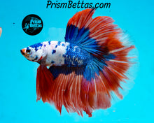 Load image into Gallery viewer, Marble Halfmoon Male