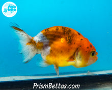 Load image into Gallery viewer, Calico Ranchu (Sex Unknown) 2.5 inches nose to tail