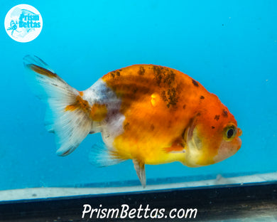 Calico Ranchu (Sex Unknown) 2.5 inches nose to tail