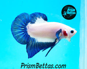 Blue Rim Marble Halfmoon Plakat Male