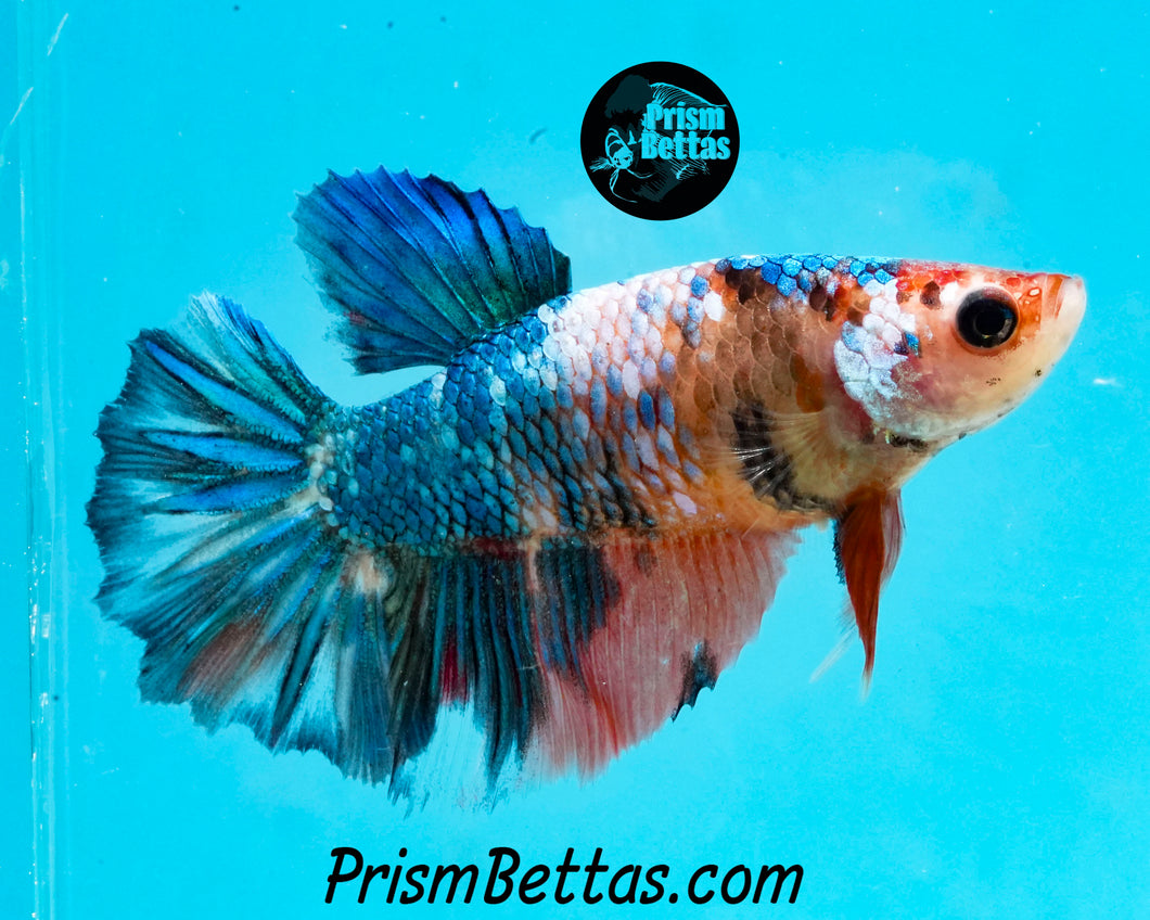 Marble Halfmoon Female