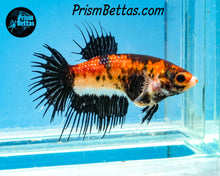 Load image into Gallery viewer, Candy Koi Crowntail Female