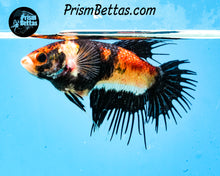 Load image into Gallery viewer, Candy Koi Crowntail Female