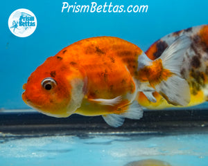 Calico Ranchu (Sex Unknown) 2.5 inches nose to tail