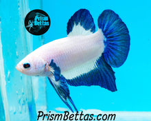 Load image into Gallery viewer, Blue Rim Marble Halfmoon Plakat Male