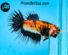 Load image into Gallery viewer, Candy Koi Crowntail Female