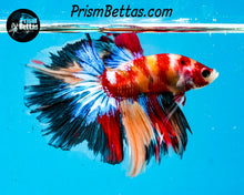 Load image into Gallery viewer, Candy Koi Halfmoon Male