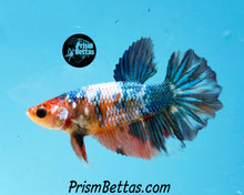 Load image into Gallery viewer, Marble Halfmoon Female