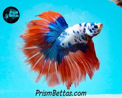 Marble Halfmoon Male