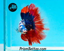 Load image into Gallery viewer, Marble Halfmoon Male