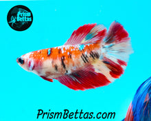 Load image into Gallery viewer, Koi Halfmoon Female